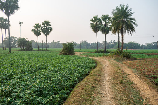 Outdoor picture of a fascinating, quiet, and beautiful village in West Bengal, where the winding clay road surrounded by palm trees merge far and wide through the agricultural lands.