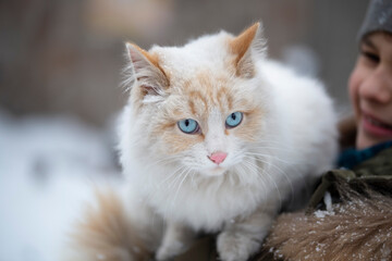 a white fluffy cat with blue eyes and a girl in the background in the winter garden. Concept of children and pets