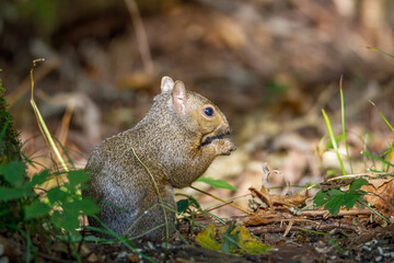 Wild Eastern gray squirrel (Sciurus carolinensis) sitting on ground eating sunflower seeds dropped from out of view bird feeder above. Selective focus, foreground and background blur 
