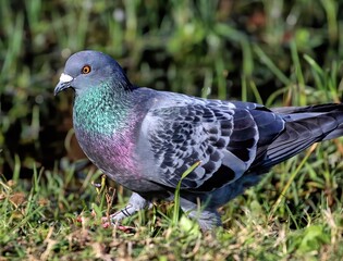 Colorful Domestic pigeon with a green flora background.
