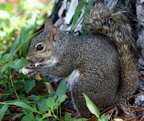 Naklejka na ściany i meble A Ground squirrel eating a peanut. Marmotini.