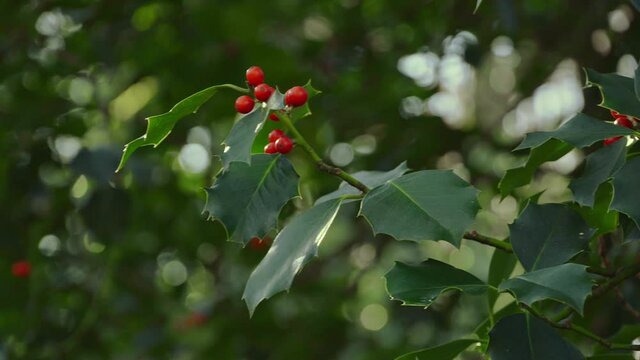 Red holly berries, green leaves in autumn