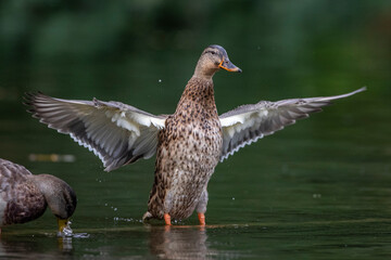 Stockente (Anas platyrhynchos) Weibchen