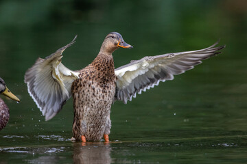 Stockente (Anas platyrhynchos) Weibchen