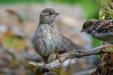 Haussperling (Passer domesticus) Weibchen