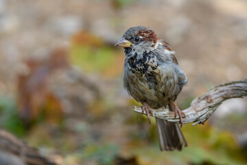 Haussperling (Passer domesticus) Männchen