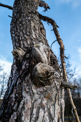  pin au milieu d'un pr&eacute;