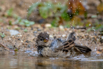 Haussperling (Passer domesticus) Weibchen