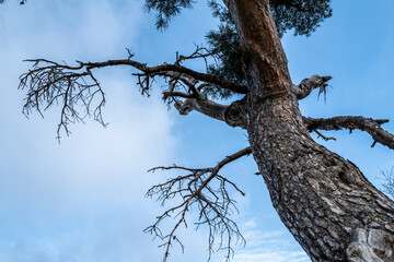  pin au milieu d'un pré