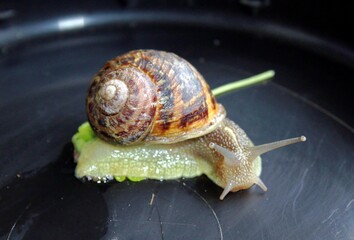 Escargot