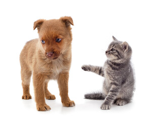 Obraz premium Red dog with a kitten.