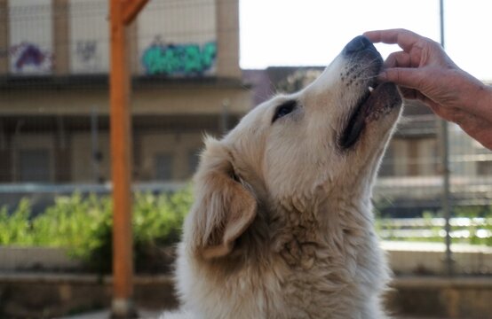 Mastín Del Pirineo Comiendo Un Premio Con Delicadeza.