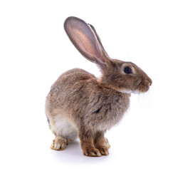 Obraz premium One brown rabbit.