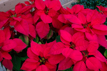 An entire frame of brilliant red poinsettias