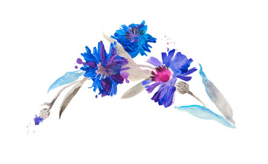 Blue cornflowers of watercolor on a white background