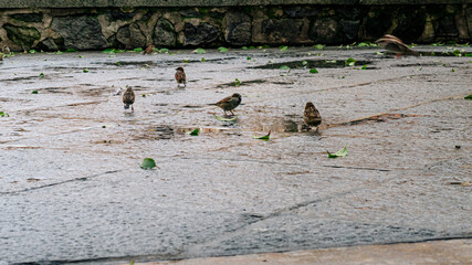 SPARROWS ON THE FLOOR OF THE PLAZA DE TOLEDO, MEDIEVAL CITY OF SPAIN