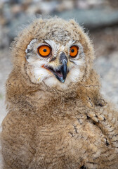 Sibirian eagle owl chick - 5 weeks old