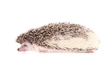 hedgehog
