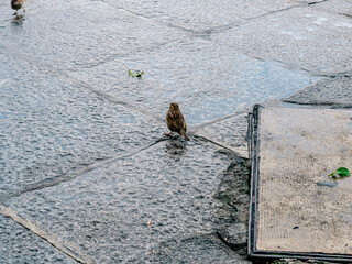 SPARROWS ON THE FLOOR OF THE PLAZA DE TOLEDO, MEDIEVAL CITY OF SPAIN
