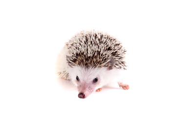 hedgehog
