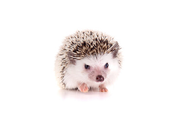 hedgehog