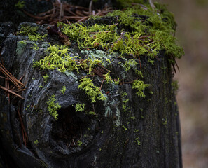 Moss Growing on a Stump