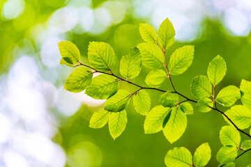 Fototapeta na wymiar Closeup nature view of green beech leaf on spring twigs on blurred background in forest. Copyspace make using as natural green plants and ecology backdrop