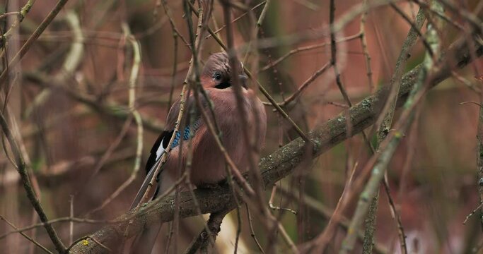 Eurasian jay or Garrulus glandarius is sitting on frozen branch. Curious bird in winter forest.