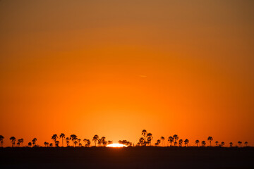 Naklejka na ściany i meble Sunset with palm trees on the horizon, Makgadikgadi Pans National Park, Kalahari, Botswana