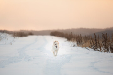 Cute, crazy and happy beige and white Russian borzoi dog or wolfhound running on the snow in the winter field.