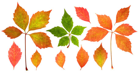 Set of autumn red-yellow-green Parthenocissus quinquefolia plant leaves isolated on white background, backlit, sharp and clean, high resolution