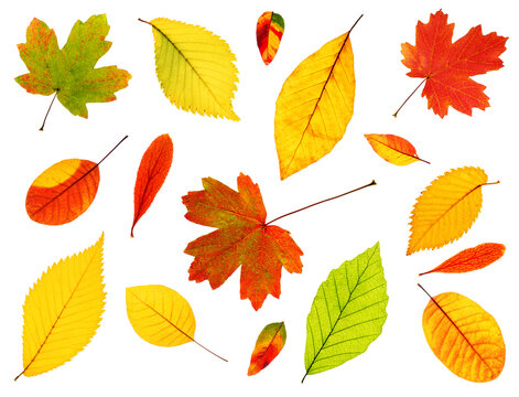 Set of different backlited autumn leaves (maple, beech, elm, wild pistachio, cotinus, barberry), isolated on white background, clean and sharp