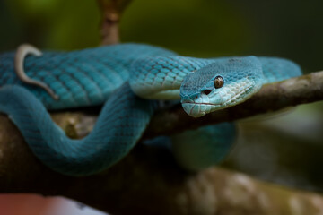 blue pit viper from indonesia