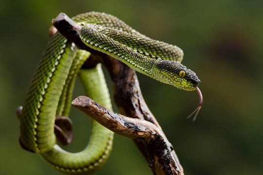 mangrove pit viper