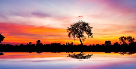 .Dark tree on open field dramatic sunrise.Safari theme.