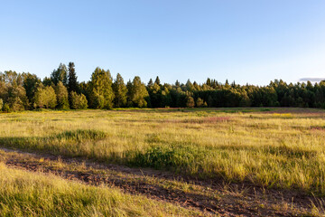 Fototapeta premium landscape in the forest
