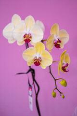 Close up shot of orchid plant against pink background