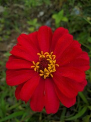 red hibiscus flower