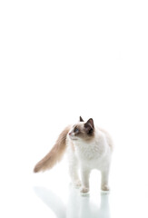 Young beautiful Ragdoll cat on white background