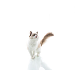 Young beautiful Ragdoll cat on white background