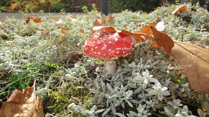 Fliegenpilz 3
