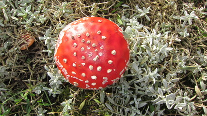 Fliegenpilz 2