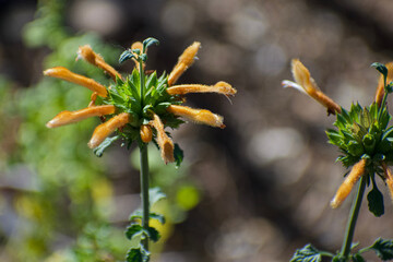 Orange Lion's Tail blossom close-up in Arizona garden