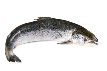 fresh raw salmon fish isolated on white. photo of salmon on white background