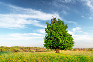 Fototapeta na wymiar Summer meadow with beautiful tree and lush green grass. Landscape photography