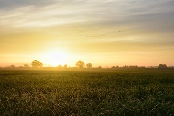 Obraz premium morning dew with a flock of birds shortly after sunrise. Wet green fields with a bit of fog and the first rays of sunshine. Landscape in netherlands