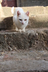 cat on the steps