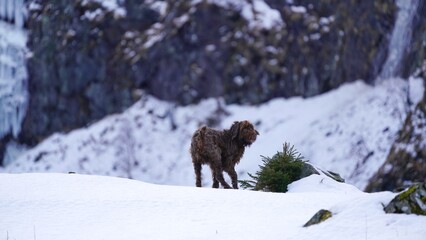 wandering with the dog in the snow capped mountains 