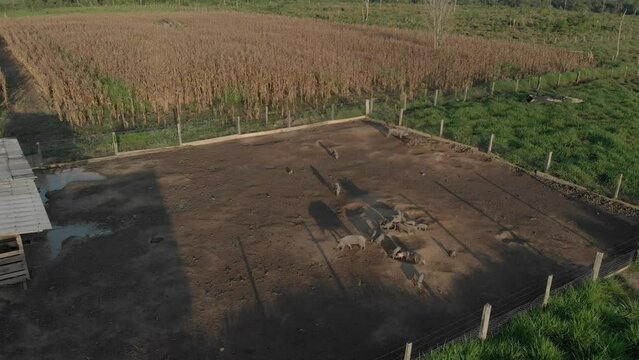 Pigs in the pigsty with plantings around