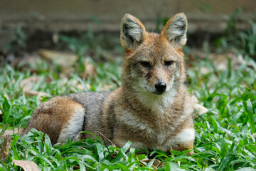 Golden jackal resting on lawn